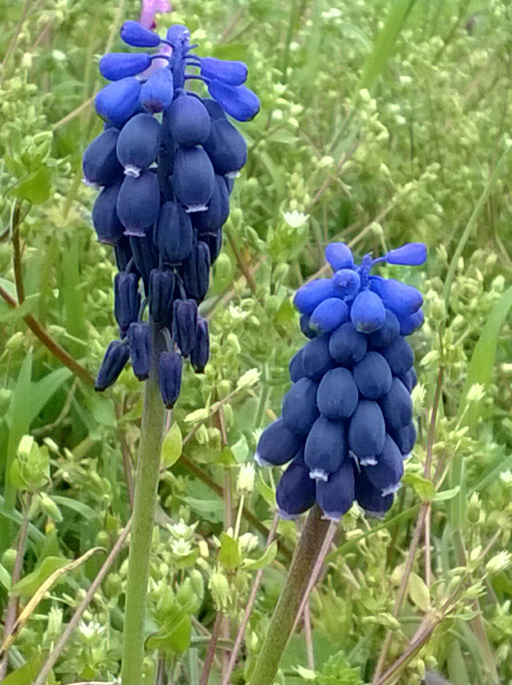Muscari neglectum / Muscari ignorato